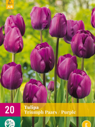 Tulip Triumph "Lila válogatás" 15 db