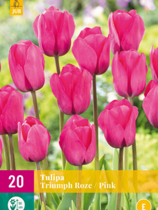 Tulip Triumph "Pink válogatás" 15 db