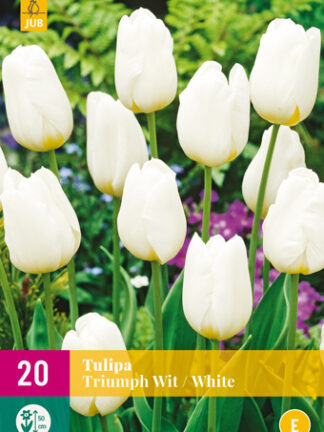 Tulip Triumph "Fehér válogatás" 15 db