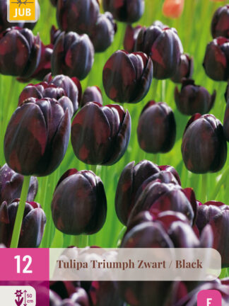 Tulip Triumph "Fekete válogatás" 12 db