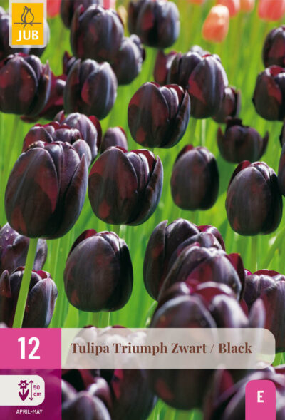 Tulip Triumph "Fekete válogatás" 12 db
