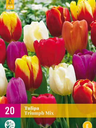 Tulip Triumph Mix 15 db