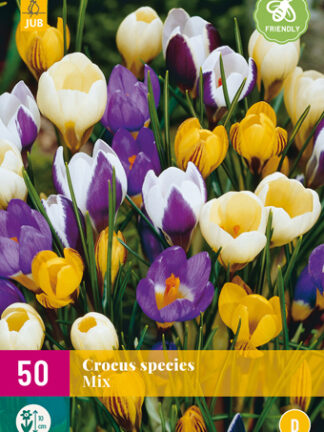 Krókusz Botanikai Mix 50 db