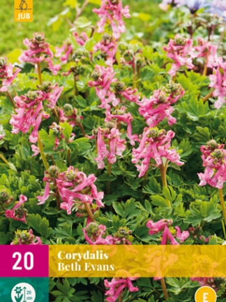 Keltike (Corydalis) Beth Evans 20 db