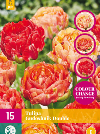 Tulip telt "Gudoshnik" Mix 12 db