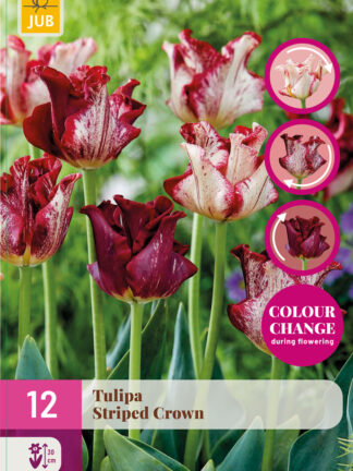 Tulip "Csíkos korona" Mix 12 db