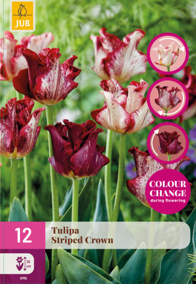 Tulip "Csíkos korona" Mix 12 db
