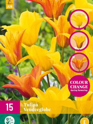 Tulip "Földkörüli" Mix 12 db