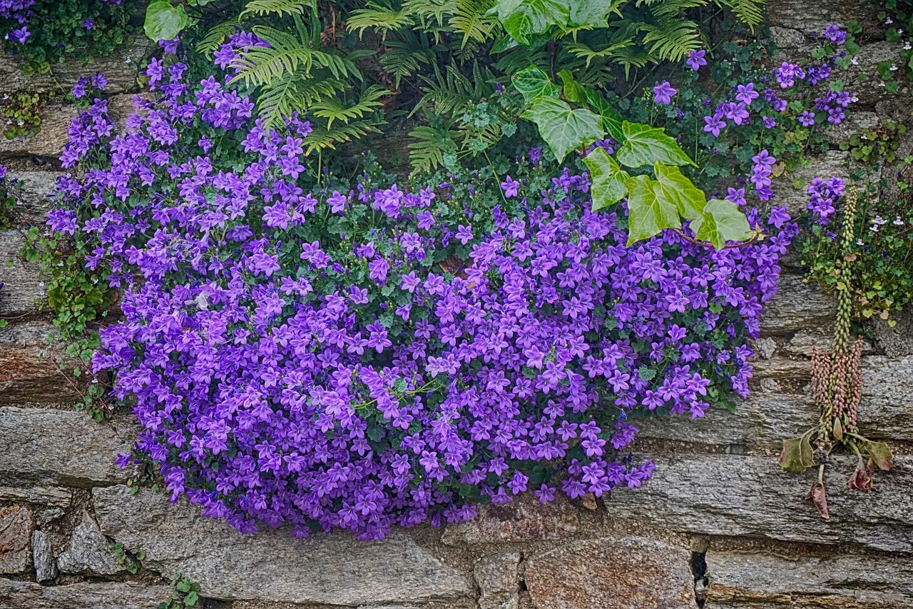 campanula